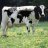 norwegian cow