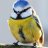 BlueTit